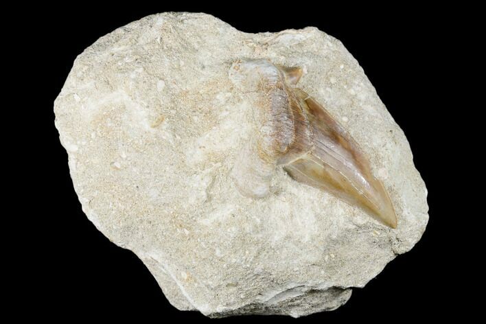 Otodus Shark Tooth Fossil in Rock - Eocene #174161